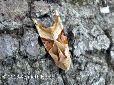 angle shades (Phlogophora meticulasa) Kenneth Noble